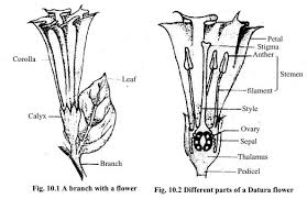 Pin By Serenity Rose On Des 320 Take Something Apart Project 2 Parts Of A Flower Diagram Of A Flower Flower Anatomy