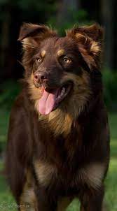These dogs have primarily a black coat with copper/tan highlights around the face, chest and legs. Red Australian Shepherd Aussie Dogs Australian Shepherd Dogs Australian Shepherd Puppies