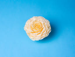 1107 north davidson street, charlotte, nc 28206. Southern Blossom Charlotte Florist And Flower Delivery