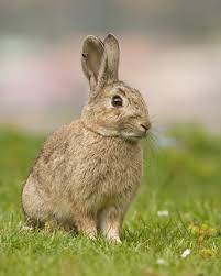 European Rabbit Wikipedia