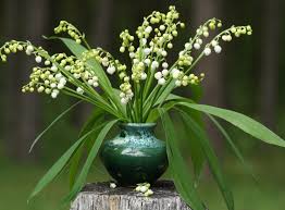 Bouquet de muguet gratuit avec text. Telecharger Gratuitement Le Fond D Ecran Muguet Pour Votre Telephone Mobile Les Mejhores Images Muguet