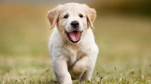 Cães, gatos, peixes, passarinhos: gasto médio com pets no Brasil ...