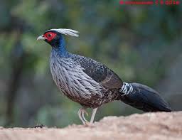 Oriental Bird Club Image Database Kalij Pheasant Lophura Leucomelanos Bird Pheasant Pheasants For Sale