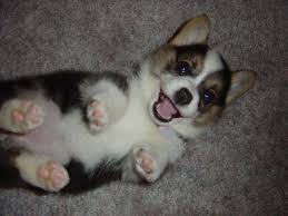 Cute Baby Husky Imgur