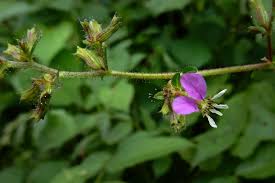 Image result for Pentarhopalopilia