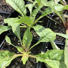 Oenothera is a genus of about 145 species of herbaceous flowering plants native to the americas. Grosse Nachtkerze Bio Oenothera Biennis Onagraceae Naturkrautergarten