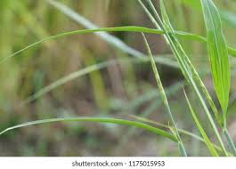 Image result for Rottboellia