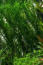 Image result for Egeria densa