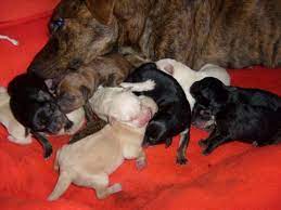 The answer is somewhere between seven days to two weeks after birth. Pit Bull Puppies From Birth To Six Weeks Pethelpful