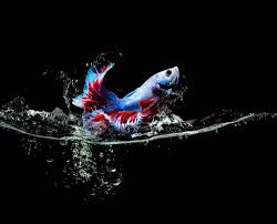Why Do Betta Fish Jump Out Of Their Tanks? 5 Vet-Approved Reasons &  Solutions | Hepper