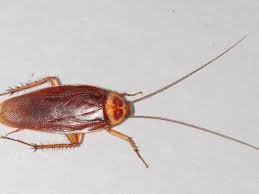 Check spelling or type a new query. 10 Ways To Keep Roaches Out Of The House Dengarden