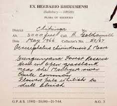 Image result for Haumaniastrum dissitifolium