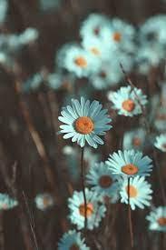 Download This Photo By Ingmar On Unsplash Nature Photography Flowers Photography Wallpaper Daisy Wallpaper