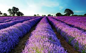 Lavender Field Purple Flowers Flowers Landscape Garden Purple Hd Wallpapers Desktop And Mobile Images Photos 4k, lavender fields, landscape, sunrise, lavender farm, morning. lavender field purple flowers