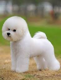 Pin By Natalia Camargo On Dogs Bichon Frise Dogs Bichon Frise Puppy Bichon Frise