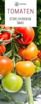 Alles Was Du Uber Tomaten Wissen Musst Hier Findest Du Die 10 Tipps Fur Die Perfekte Tomate Tomaten Sind Wohl In Je Tomaten Pflanzen Pflanzen Tomaten Ernten