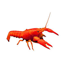 Lobster air tawar atau cherax quadricarinatus adalah salah satu genus yang masuk ke dalam kelompok udang air tawar (crustacea). Jual Produk Lobster Hias Air Tawar Red Neon Lobster Sikumis