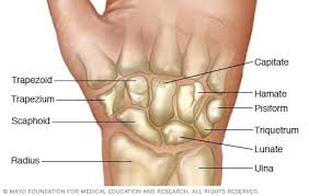 It is composed of 300 bones at birth, but later decreases to 80 bones in the axial skeleton and 126 bones in the appendicular skeleton. Wrist Pain Symptoms And Causes Mayo Clinic