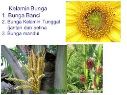 Bunga asoka adalah contoh bunga sempurna namun bukan bunga lengkap. Kedudukan Bagian Bagian Bunga Ppt Download