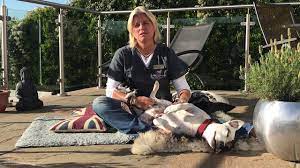 We are observing the uk government. Peaceful Pet Euthanasia At Home End Of Life Vet Care Vets2home