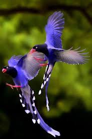 Blue Birds With Long Tail Feathers Taiwan Blue Magpie Beautiful Birds Wild Birds Colorful Birds
