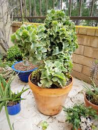 Oc Kalanchoe Beharensis Cv Drake Taken With Galaxy Note 8 Camera Plant Is About 19 Years Old Plants Plant Fungus Galaxy Note 8
