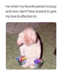 Me When My Favorite Person Is Busy And I Have No One To Give My Love And Affection To Cat Memes Cat Language Favorite Person