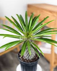 Image result for Pachycarpus eximius