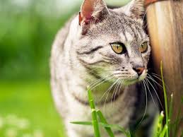All you have to do. How To Keep Cats Out Of Your Garden Lovethegarden