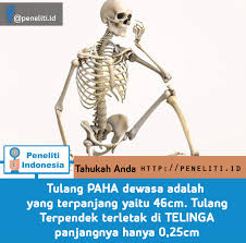 Macam Jenis Tulang Manusia Peneliti Indonesia