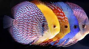 Beautiful Discus Fish Discus Fish Discus Fish For Sale Tropical Fish