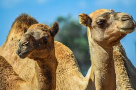 26 and the weight of the agolden earrings that he requested was a thousand and seven hundred bshekels of gold; Camels Head Neck Animal Mammal Free Image From Needpix Com