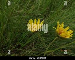 Image result for Berkheya speciosa