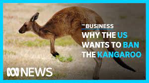 Proposed Us Ban On Kangaroo Products Raises Industry Fears It Could Bring  Out More 'Cowboys' - Abc News