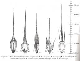Image result for Rhynchosia congensis