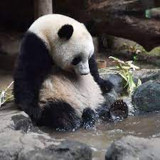 Pin By Susan Schmidt On Love Panda Bear Really Cute Dogs Cute Panda Wallpaper