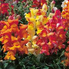 Image result for Antirrhinum