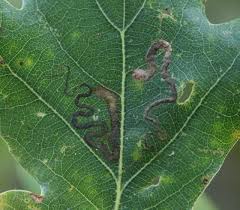 Image result for Stigmella basiguttella