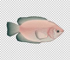 Ikan nila adalah salah satu jenis ikan konsumsi air tawar. Darren Criss Glee Blaine Anderson Fighter Youtube Like Us On Facebook Textile Leather Fashion Png Klipartz