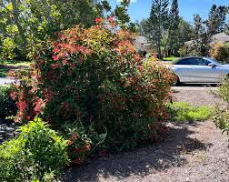 Image result for Geigeria filifolia