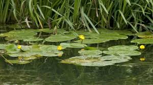 Use aquatic compost and a 12 in. Yellow Water Lily The Wildlife Trusts