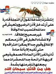 pin on طــائــر المــســـاء