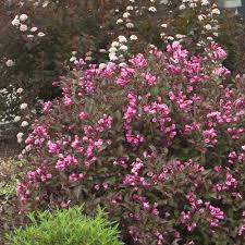 Weigela bushes are also an excellent songbird cover. Fine Wine Weigela Florida Proven Winners