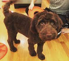 Clean out hair in ear canal. 25 Best Labradoodle Haircuts For Dog Lovers The Paws