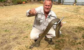Snake is any of the numerous elongate, limbless, scaled, carnivorous reptiles comprising the suborder serpentes (or ophidia) of the order squamata. In The Garden Springing Into Snake Season Salife