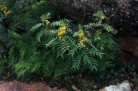 Image result for Panicum schinzii