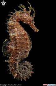Hippocampus Seahorse In Reggio Calabria Italy Mediterranean Sea Beautiful Sea Creatures Underwater Animals Ocean Creatures