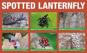 Therefore, the best time to find and destroy viable egg masses is winter through early spring. Spotted Lanternfly Expert Provides Tips For Home Management Of Pest Penn State University