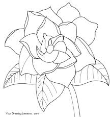 How To Draw A Gardenia Your Drawing Lessons Drawings Poppy Flower Drawing Flower Drawing