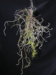 Image result for Solenangis